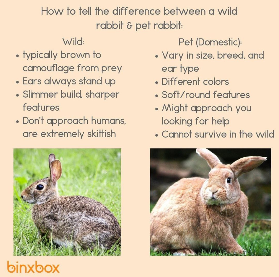 A good visual for identifying domestic rabbits vs