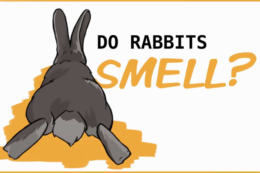 A Guide To Keep Your Rabbit (and House) From Smelling Bad
