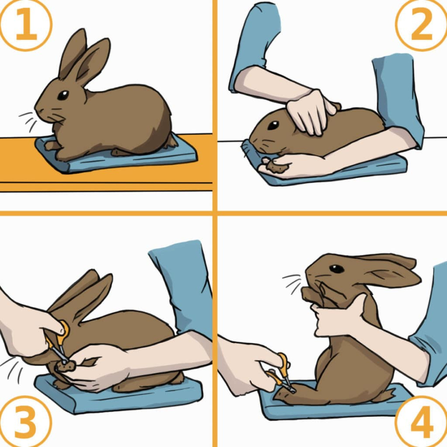A Step-by-Step Guide to Trim Your Rabbit