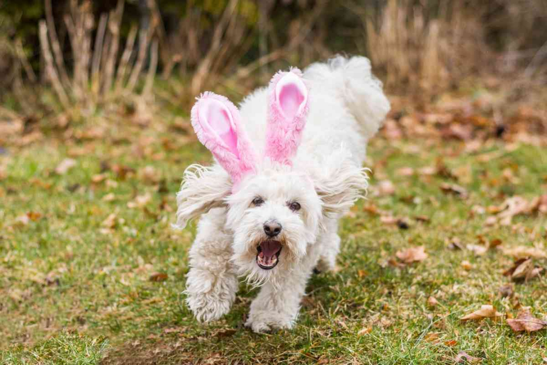 Are Goldendoodles Good with Rabbits? - Goldendoodle Advice