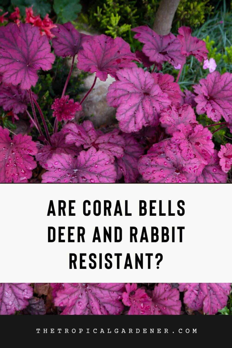 Are Heuchera Coral Bells Deer Resistant? (-Minute Read)