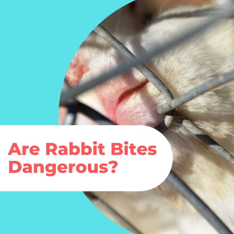 Are Rabbit Bites Dangerous? - What Happens Next?