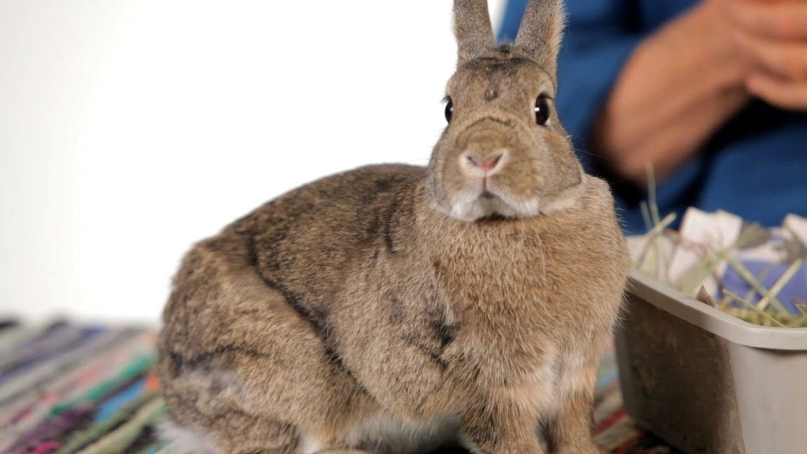 Are Rabbits Good Pets for Children? Pet Rabbits