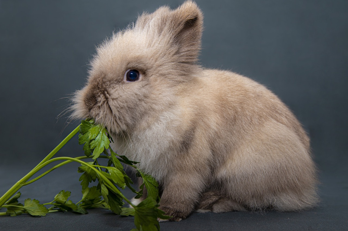 Are Rabbits Omnivores? Diet and Health Pet Keen