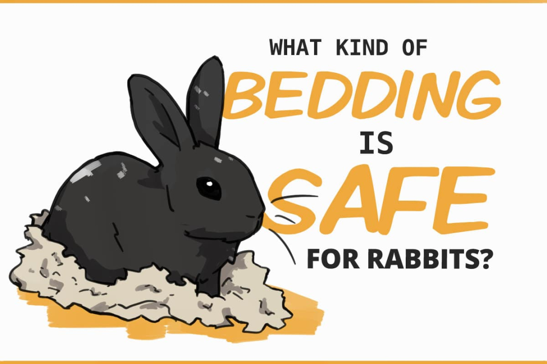 Bedding for Rabbits: Is It Even Necessary?