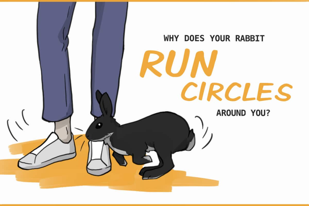 Behavior Basics: Why Do Rabbits Run Circles Around Your Feet