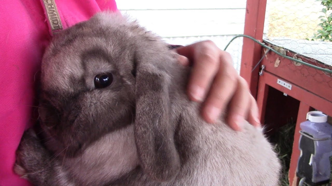 Breeding Our Holland Lop Rabbits Vlogmas Day 018