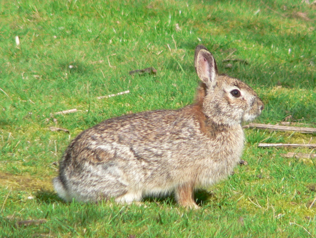 Brush rabbit - Wikipedia