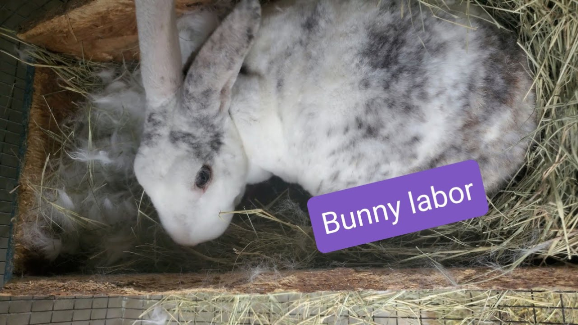 Bunny labor and delivery of babies.