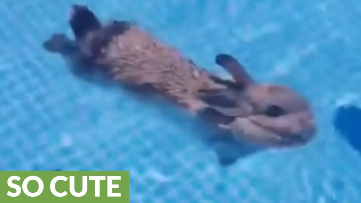 Bunny rabbit goes for relaxing swim in backyard pool