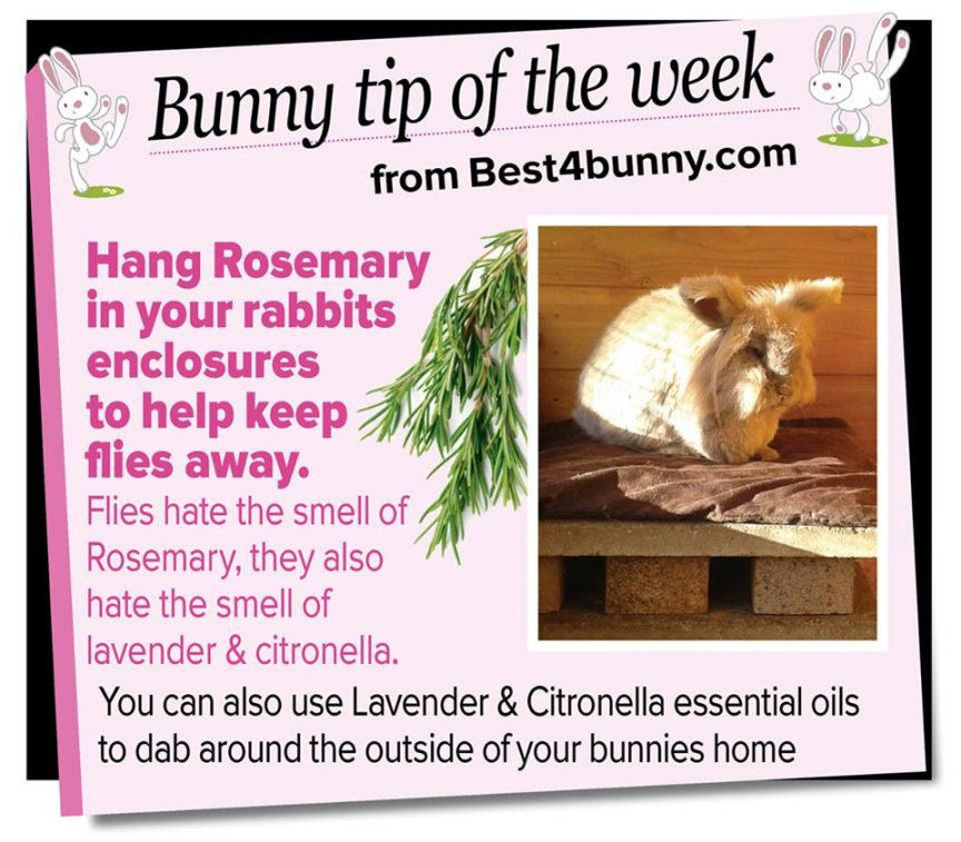 Bunny tip - Hang Rosemary to keep flies away! www.bestbunny