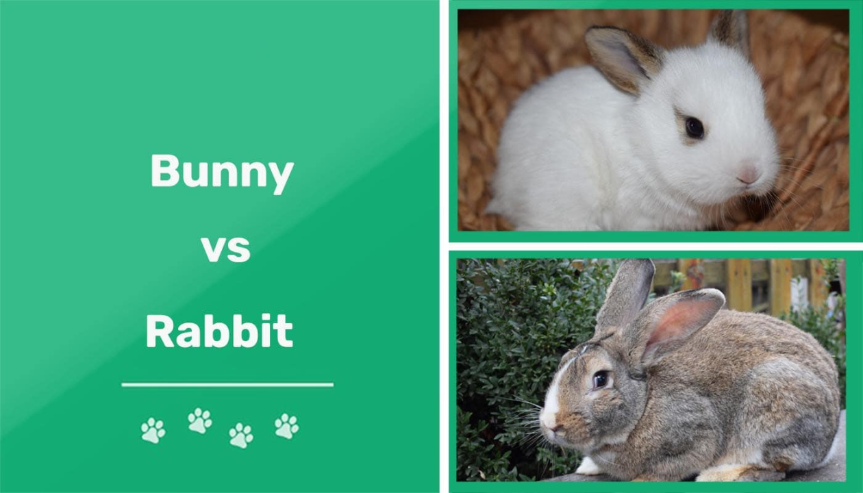 Bunny vs