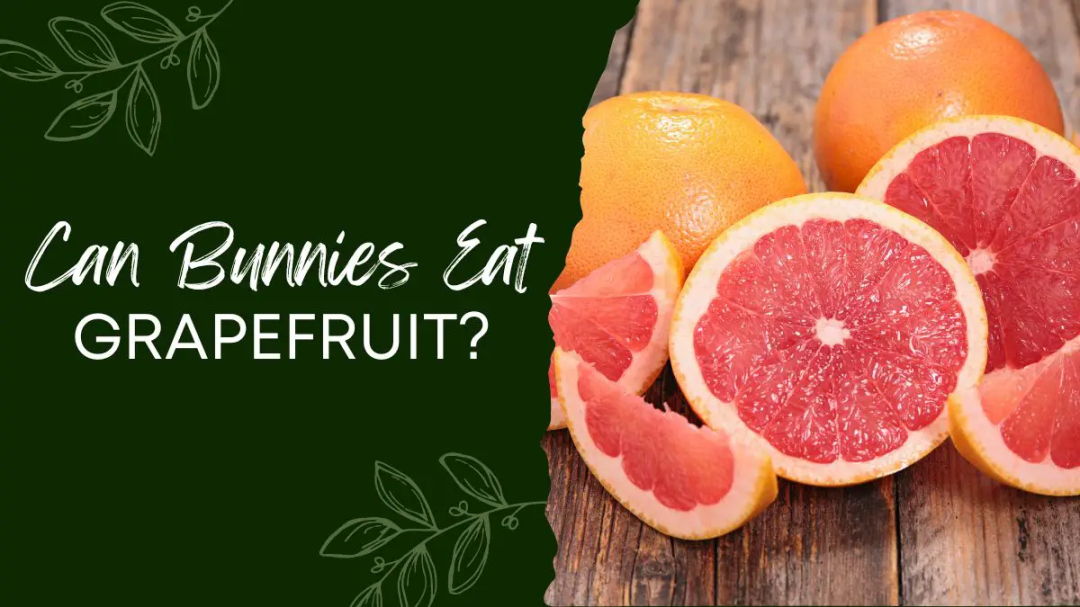 Can Bunnies Eat Grapefruit? (Skin & More!) - Bunny Parents