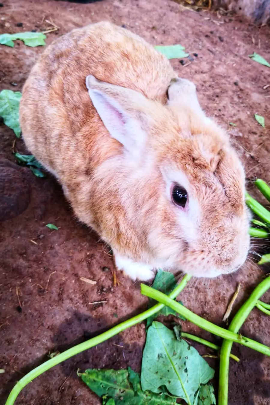 Can Bunnies Eat Spinach? Is It Safe? (Benefits & Risks)