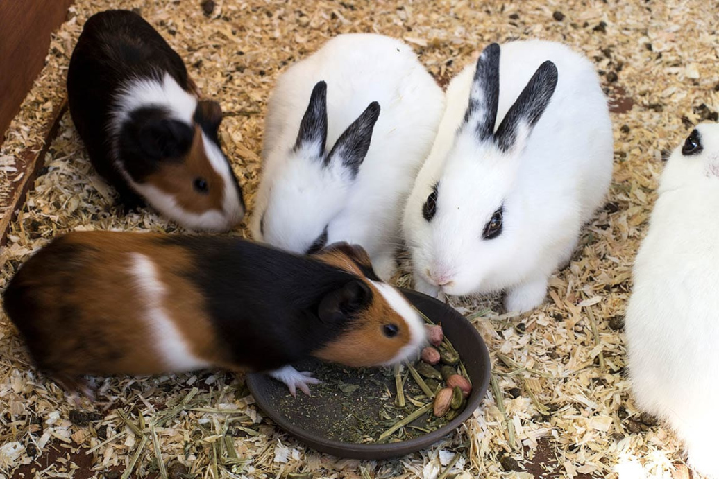 Can Guinea Pigs Eat Rabbit Food? Health & Safety Facts Pet Keen