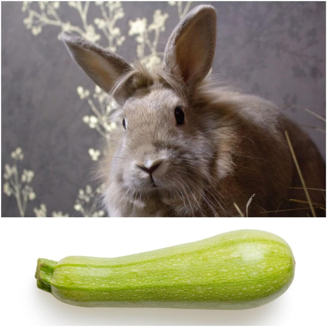 Can Pet Rabbits Eat Zucchini? - Everything Bunnies