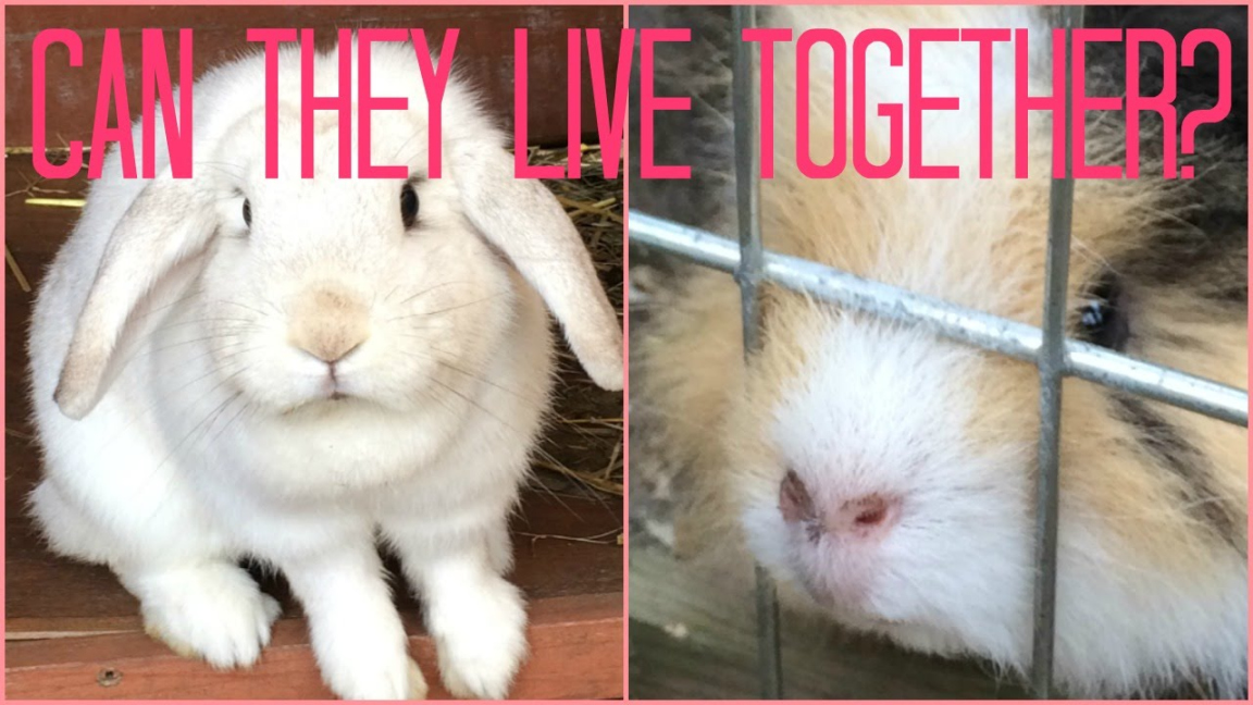 Can Rabbits and Guinea pigs Live together?