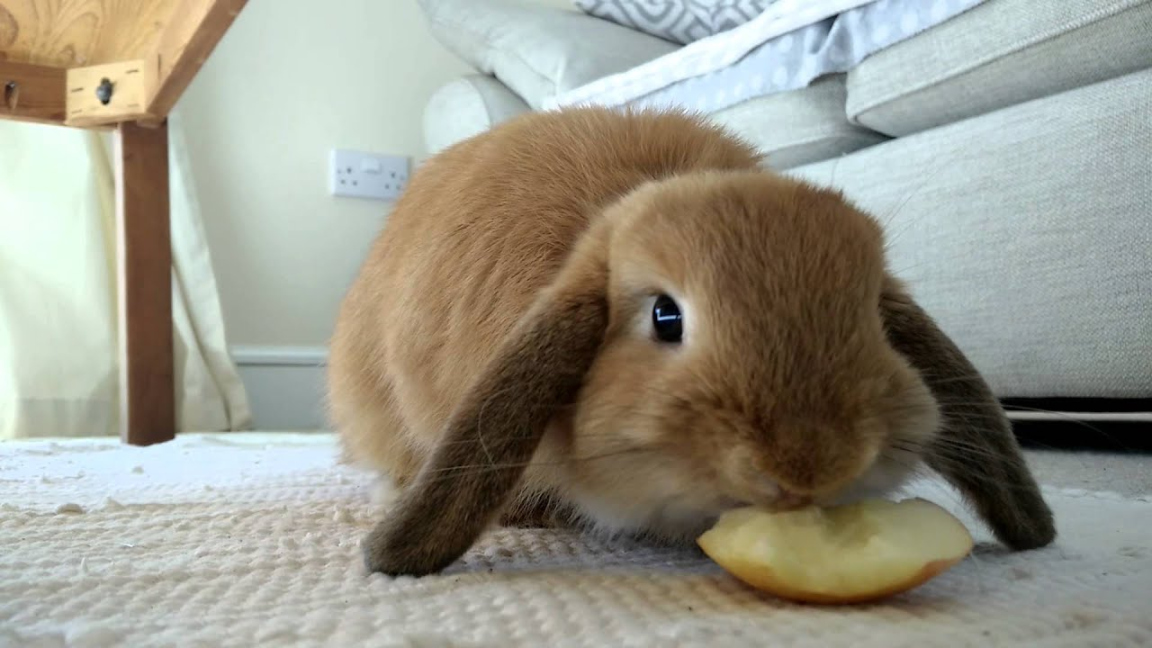 Can Rabbits Eat Apples? How Can You Feed A Rabbit Apples Safely?