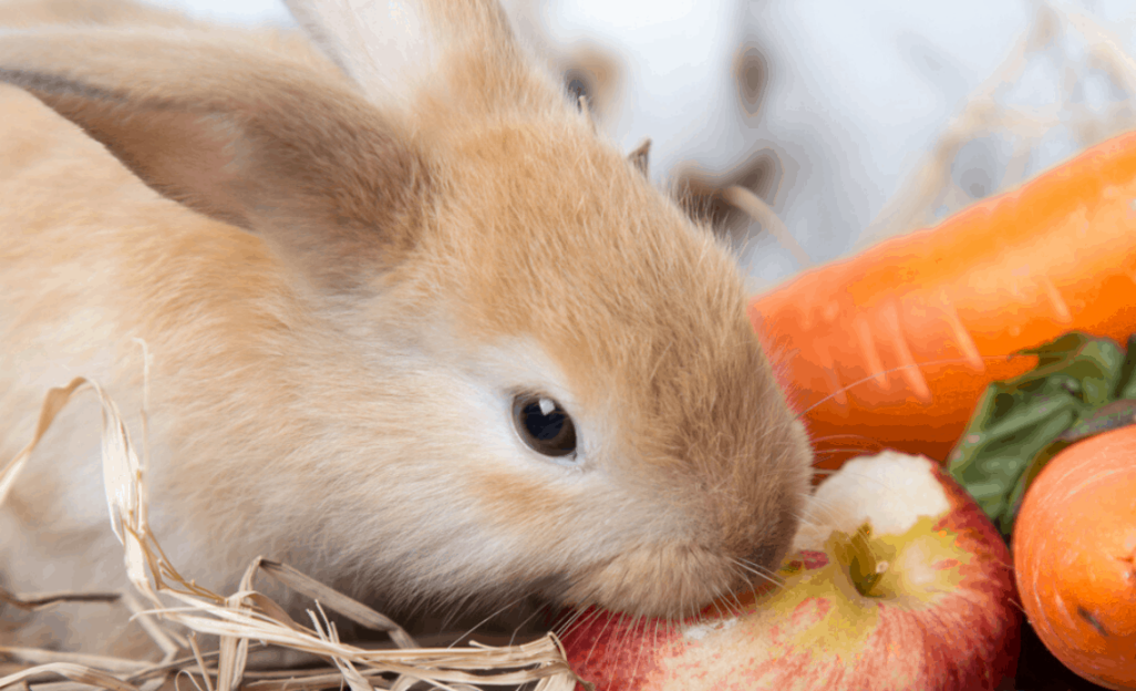 Can Rabbits Eat Apples (With Skin, Cores,)?