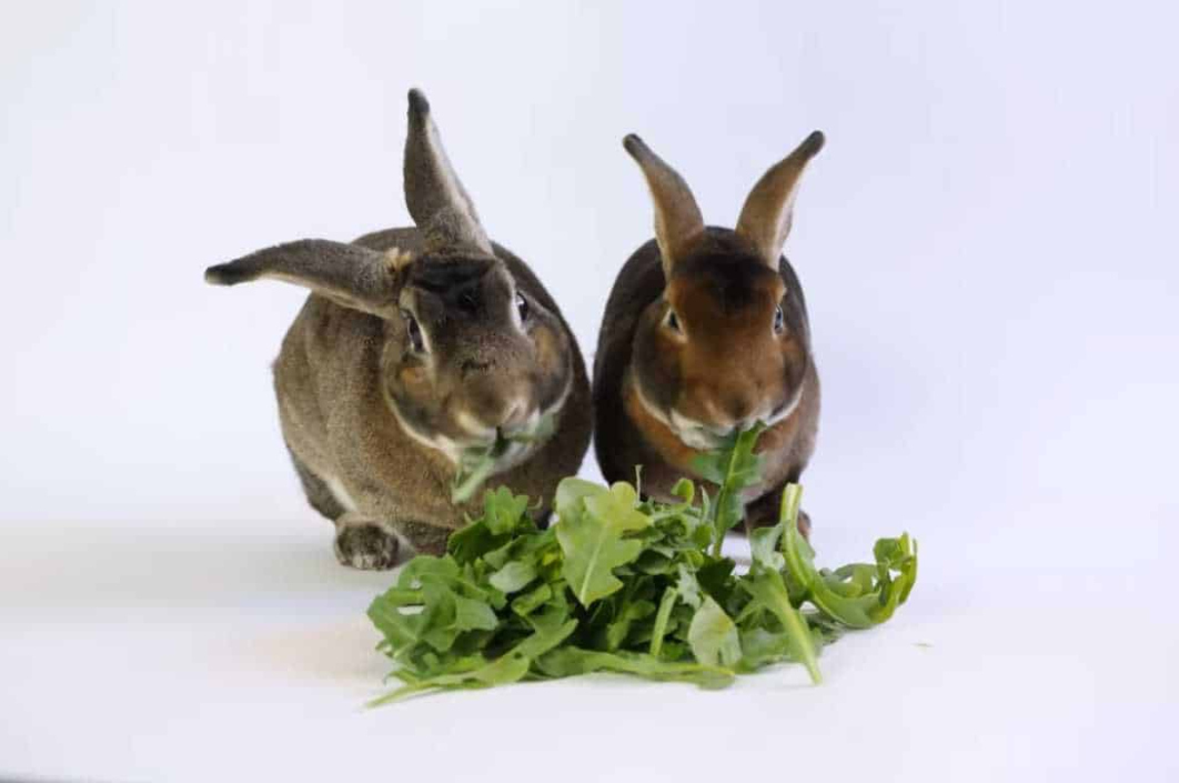 Can Rabbits Eat Arugula? (Guide and Feeding Tips)