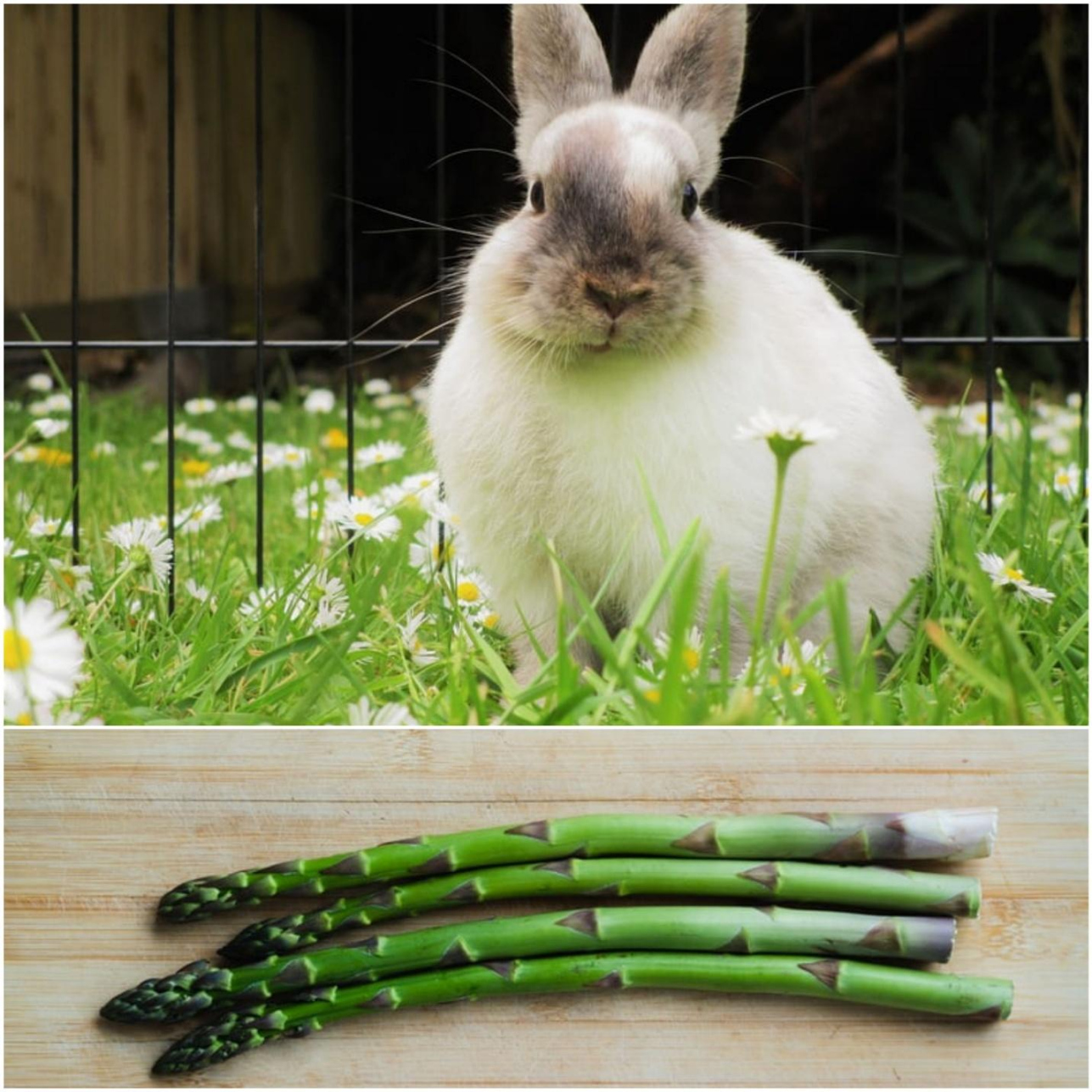 Can Rabbits Eat Asparagus? - Everything Bunnies