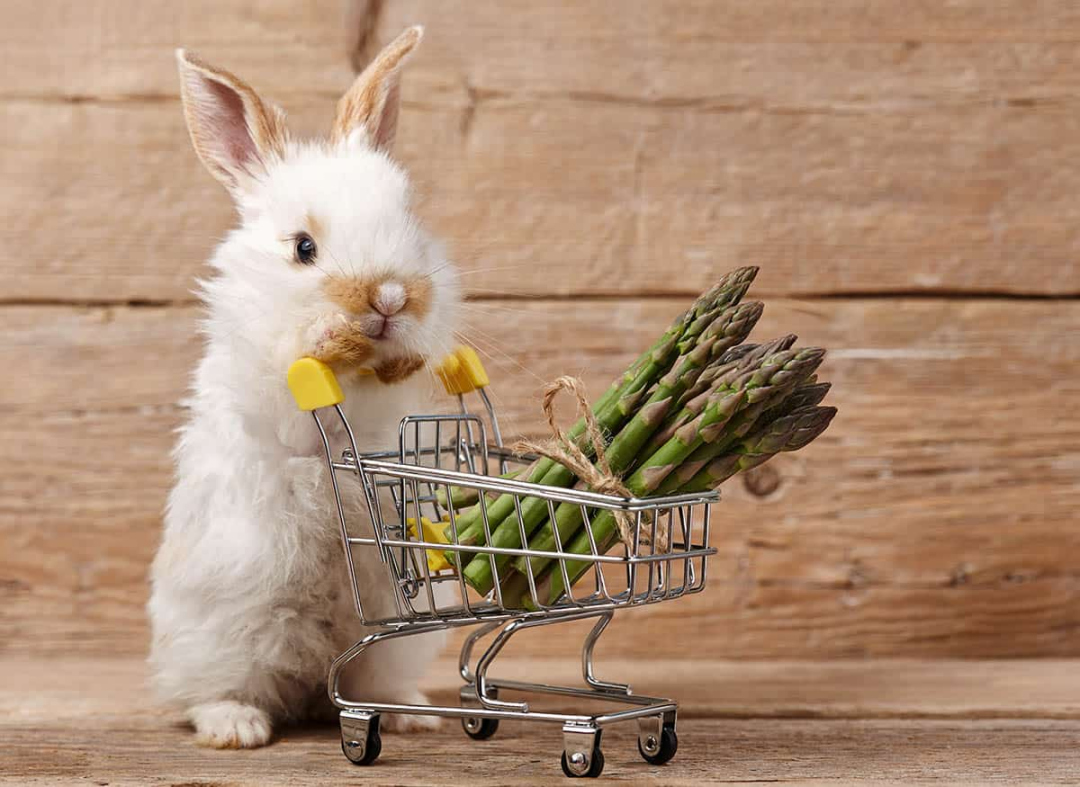 Can Rabbits Eat Asparagus? — Rabbit Care Tips