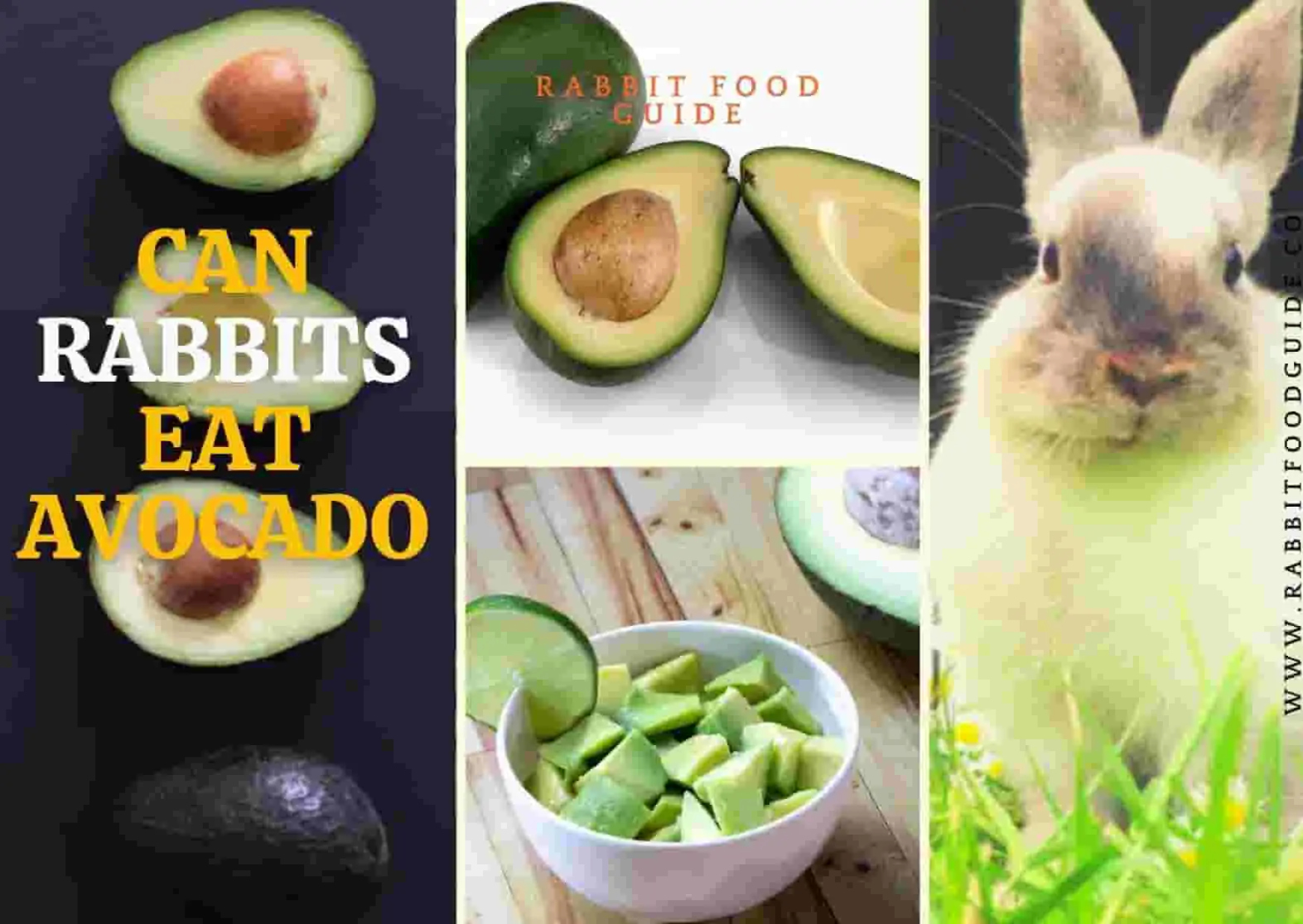 Can Rabbits Eat Avocado? Risk, Issues & Complete Guide