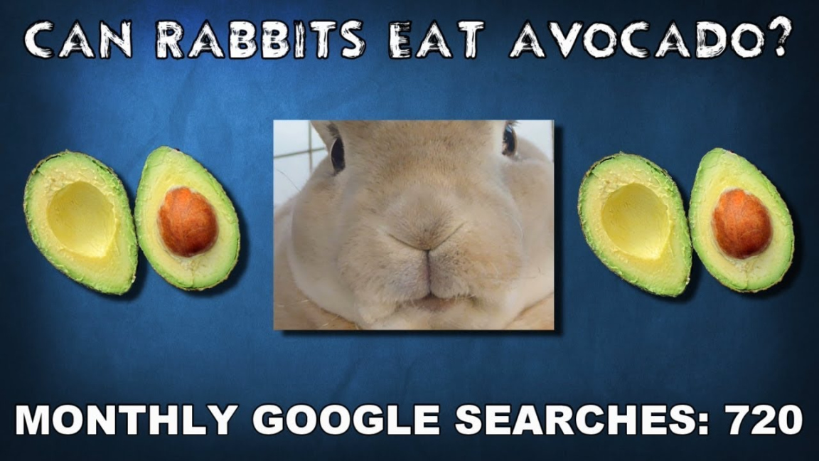Can Rabbits Eat Avocados? (Shocking Research Reports) - Pets Mond