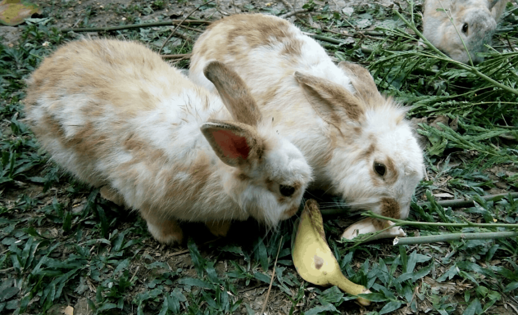 Can Rabbits Eat Bananas & Banana Peels?