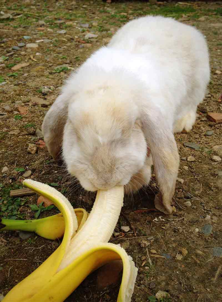 Can Rabbits Eat Bananas Safely And In What Quantity?