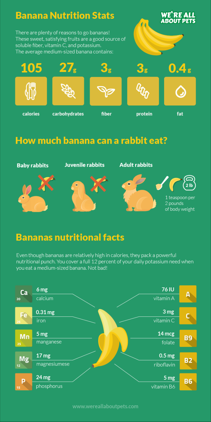 Can Rabbits Eat Bananas? - We