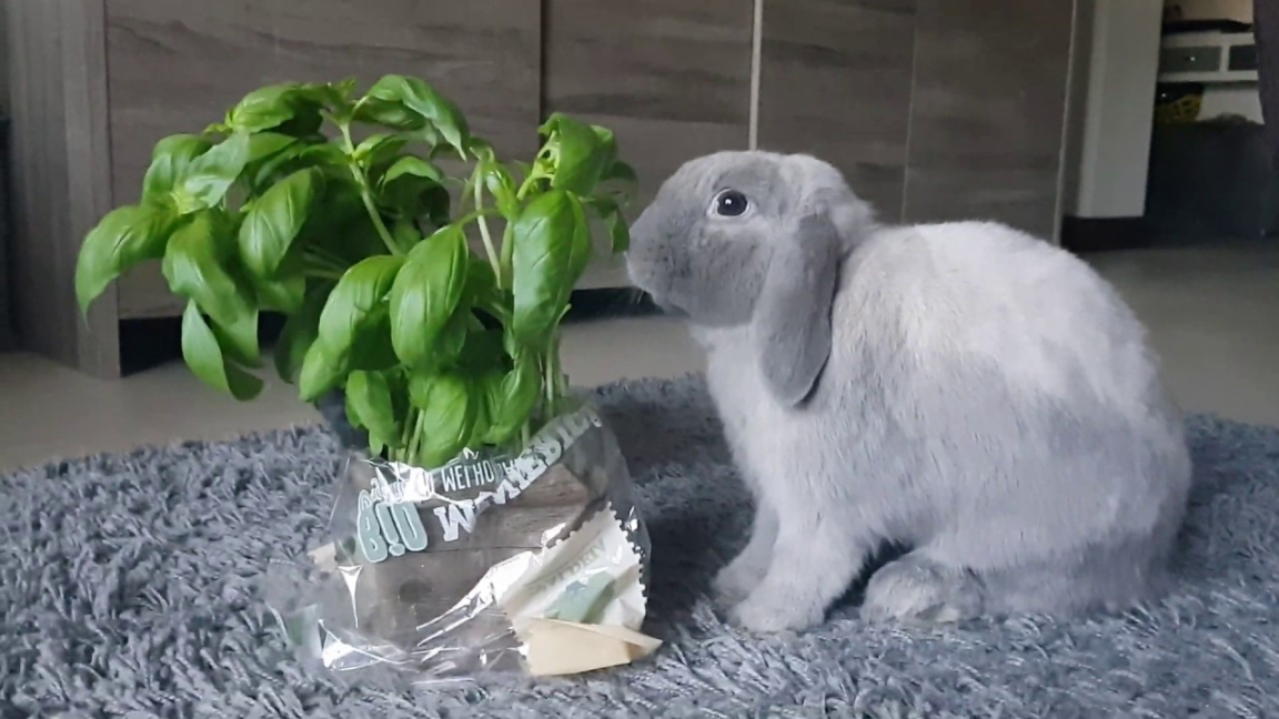 Can Rabbits Eat Basil? Proper Guide & Things We Should Know