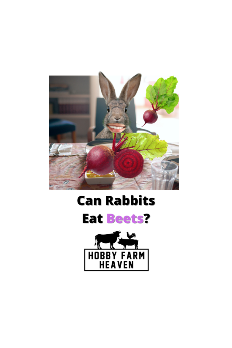 Can Rabbits Eat Beets? · Hobby Farm Heaven