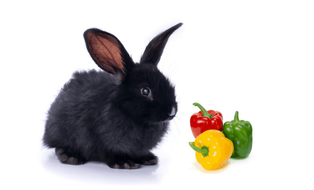 Can Rabbits Eat Bell Peppers (Green, Red, Yellow)?
