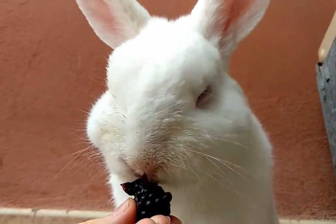 Can Rabbits Eat Blackberries? (Nutrition, Benefits, and Feeding Tips)