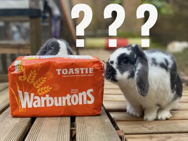 Can rabbits eat bread? - New Rabbit Owner