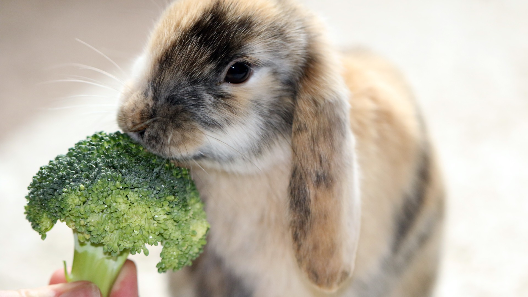 Can rabbits eat broccoli? PetsRadar