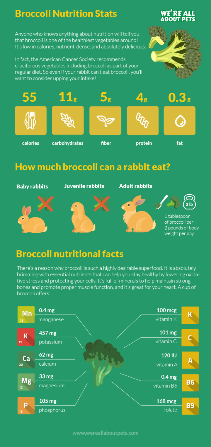Can Rabbits Eat Broccoli? - We