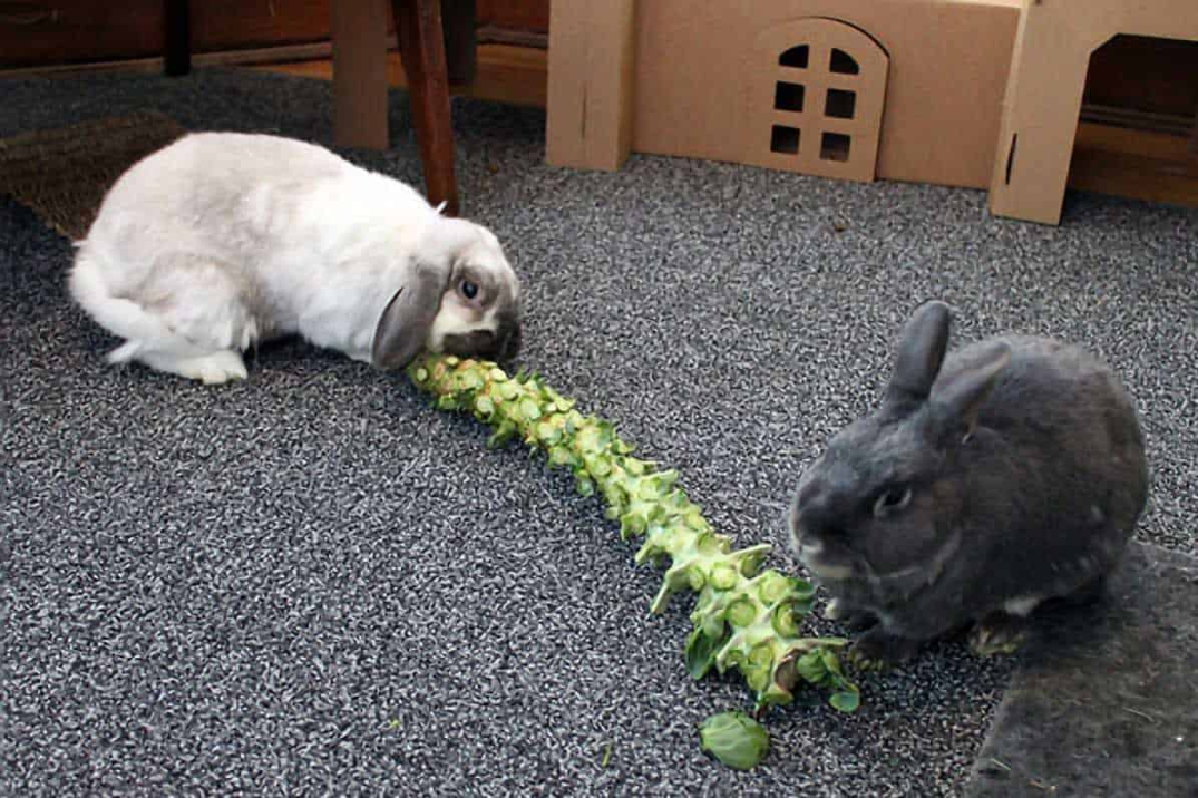 Can Rabbits Eat Brussel Sprouts? (Nutrition, Benefits, and Feeding