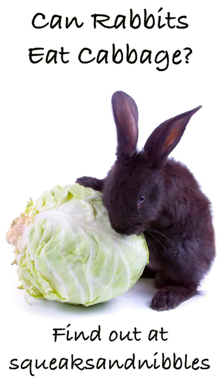 Can Rabbits Eat Cabbage? A Rabbit Feeding Guide