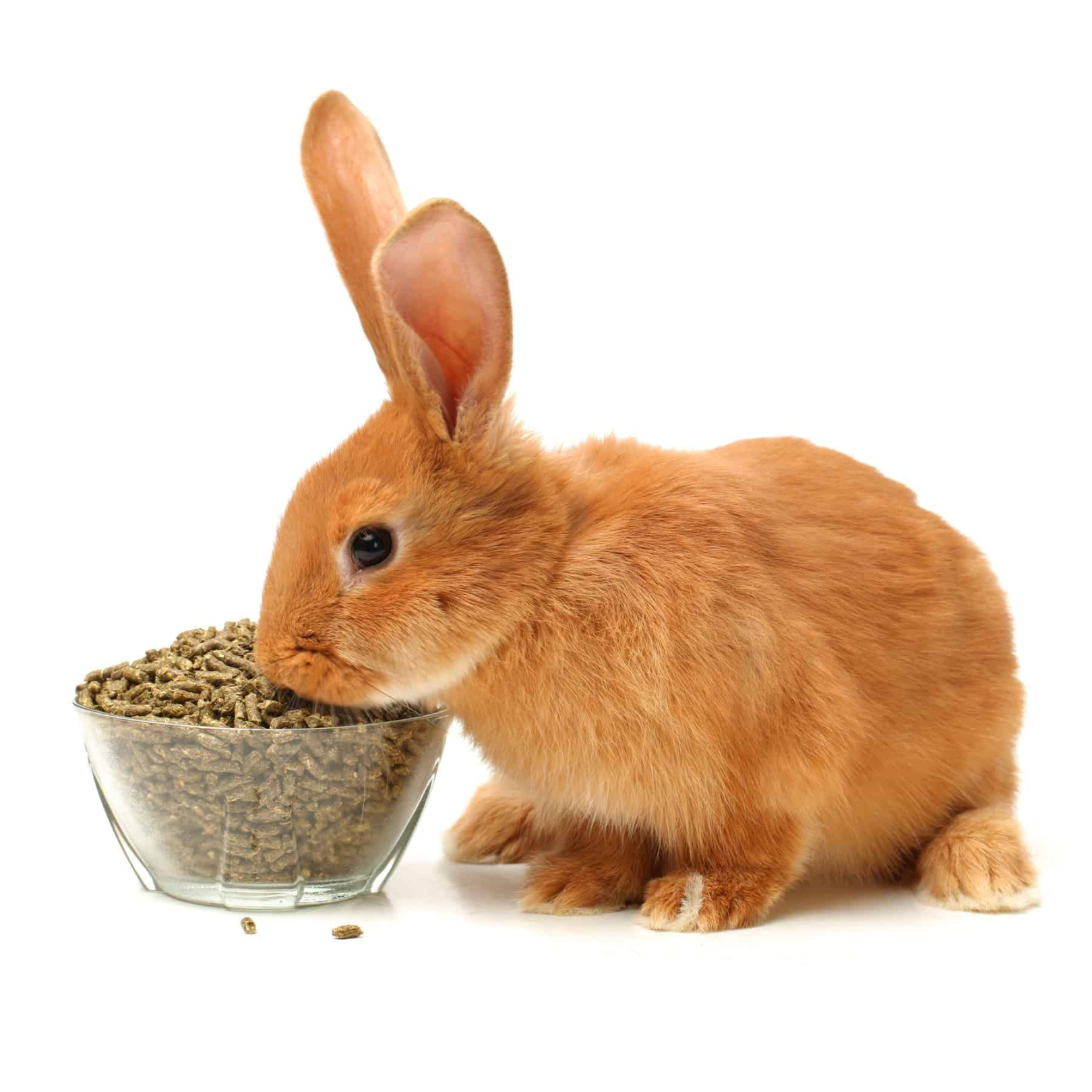 Can Rabbits Eat Cat Food? - Every Bunny Welcome