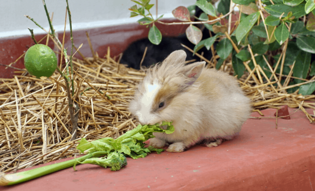 Can Rabbits Eat Celery (Leaves & Stalks)?