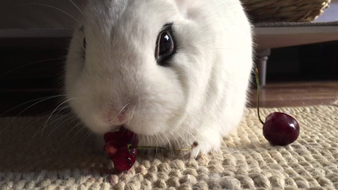Can rabbits eat cherries? Can you feed cherry tree? rabbits
