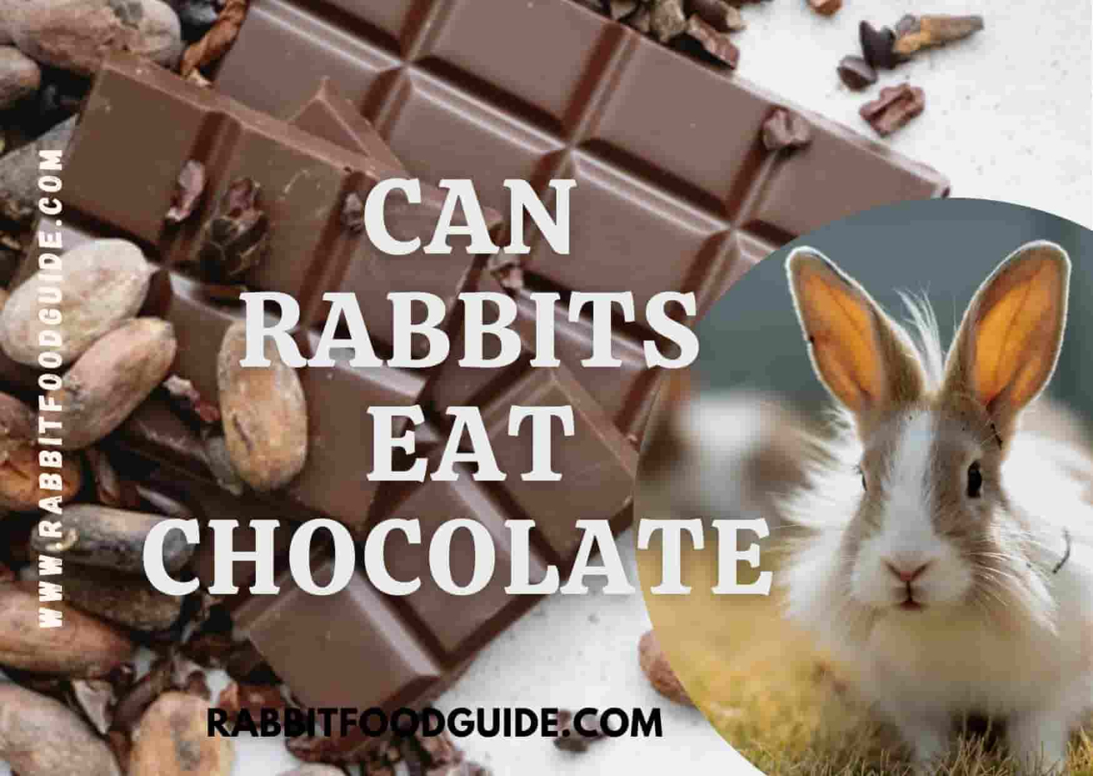 Can rabbits eat Chocolate? Risk, Issues, Symptoms & Complete Guide