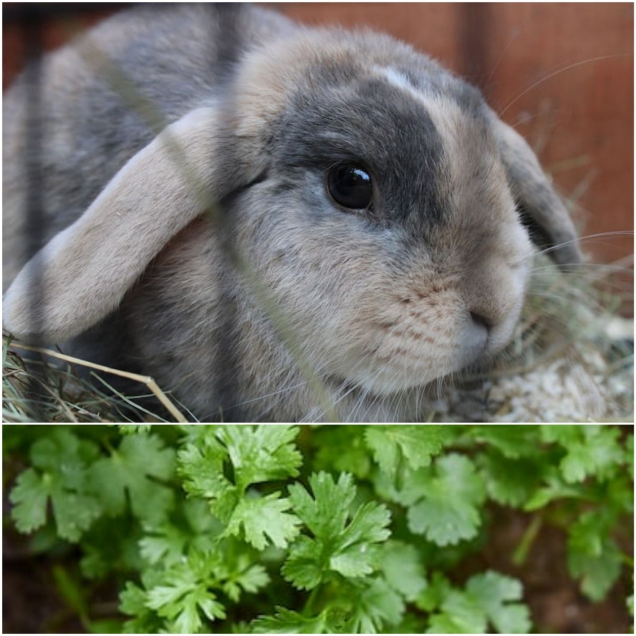 Can Rabbits Eat Cilantro? - Everything Bunnies