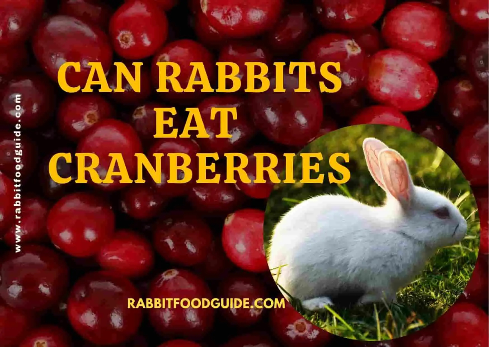 Can Rabbits Eat Cranberries? Best Guide We Should Know