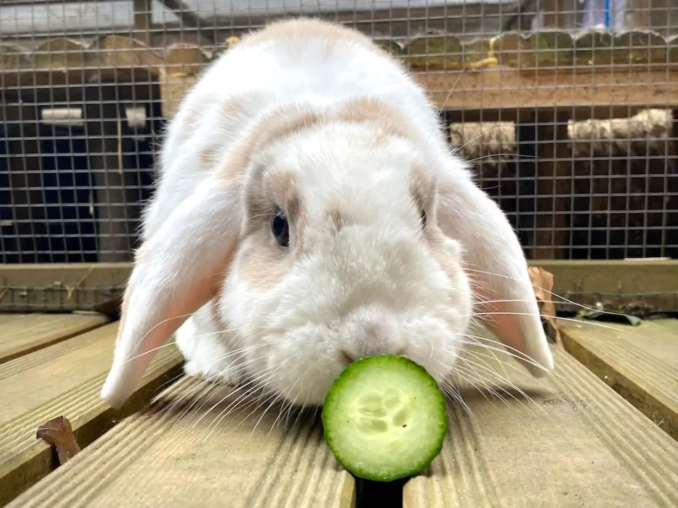 Can rabbits eat cucumber? In-depth guide