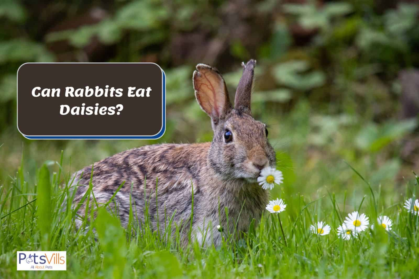 Can Rabbits Eat Daisies? Are They Safe? (Feeding Tips)