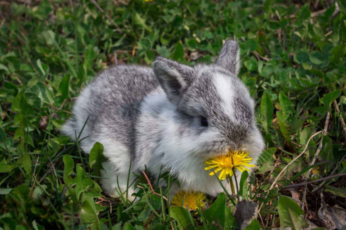 Can Rabbits Eat Dandelions? (Nutrition, Benefits, & Feeding Tips)