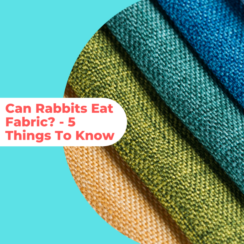 Can Rabbits Eat Fabric - Things You Should Already Know